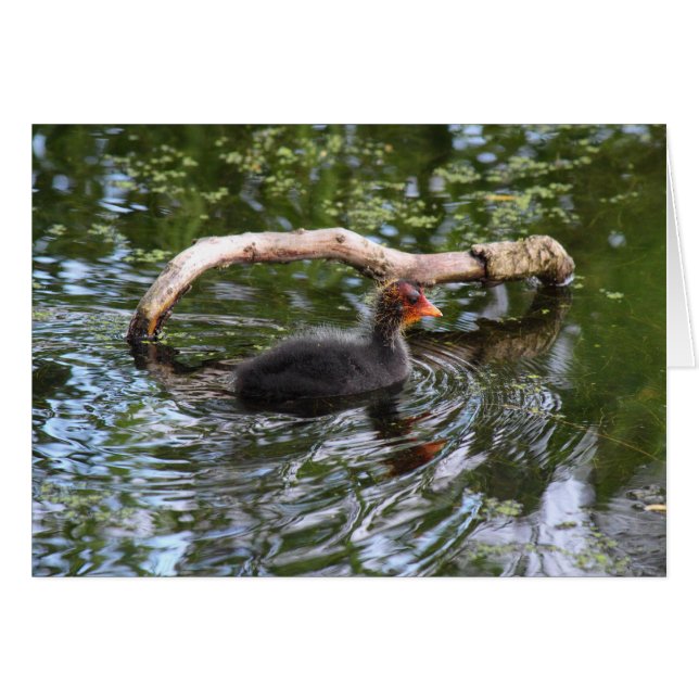Baby Coot (Voorkant Horizontaal)