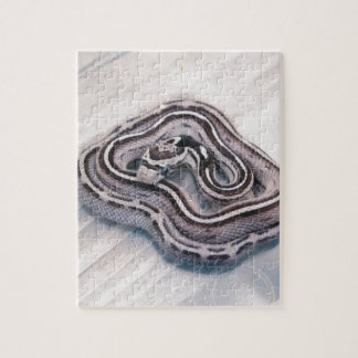 Baby Corn Snake Legpuzzel