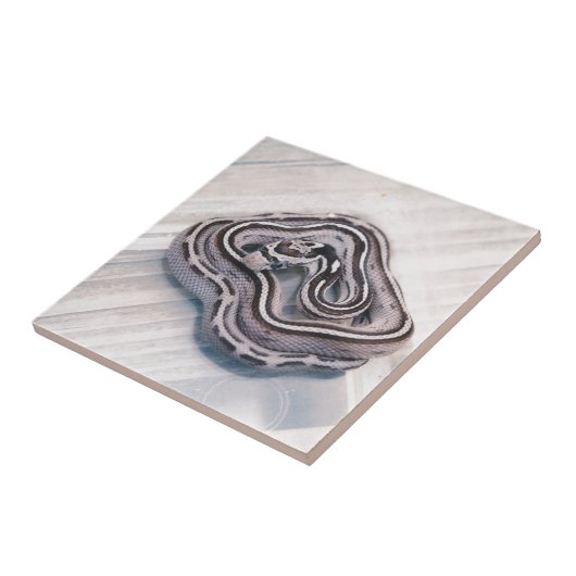 Baby Corn Snake Tegeltje (Zijkant)