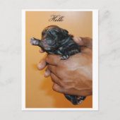 Baby Corso II Briefkaart (Voorkant)