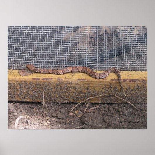 Baby Cottonmouth Snake Poster (Voorkant)