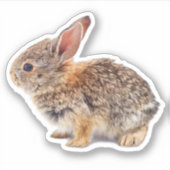 Baby Cottontail Rabbit Sticker (Voorkant)