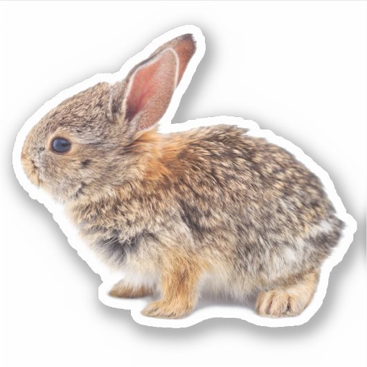 Baby Cottontail Rabbit Sticker (Voorkant)