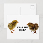 Baby Coturnix en tweekleppige kippen Briefkaart (Voorkant / Achterkant)