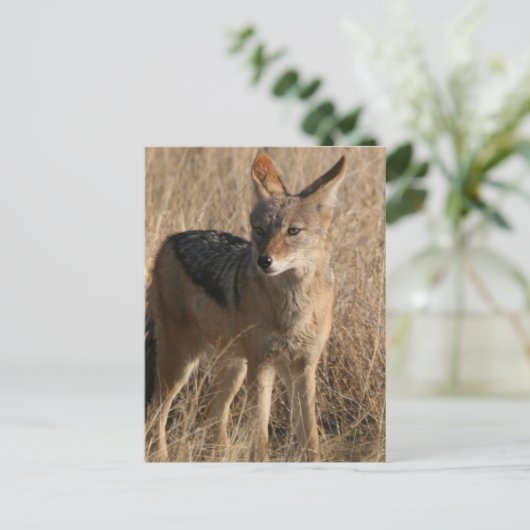 Baby Coyotes Briefkaart (Staand voorkant)