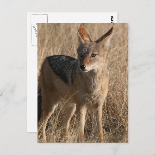 Baby Coyotes Briefkaart (Voorkant / Achterkant)