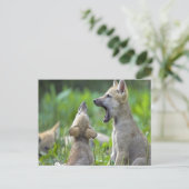 Baby Coyotes Briefkaart (Staand voorkant)