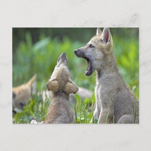 Baby Coyotes Briefkaart (Voorkant)