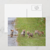 Baby Coyotes die lopen en spelen Briefkaart (Voorkant / Achterkant)