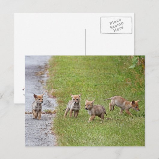 Baby Coyotes die lopen en spelen Briefkaart (Voorkant / Achterkant)