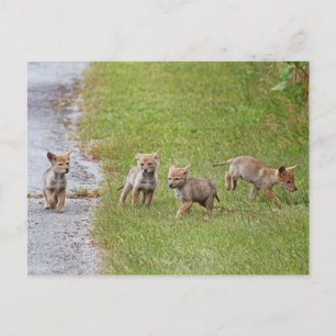 Baby Coyotes die lopen en spelen Briefkaart