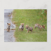 Baby Coyotes die lopen en spelen Briefkaart (Voorkant)
