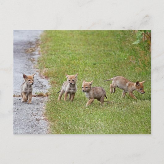 Baby Coyotes die lopen en spelen Briefkaart (Voorkant)