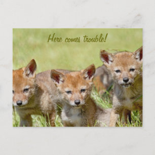 Baby Coyotes Foto Briefkaart
