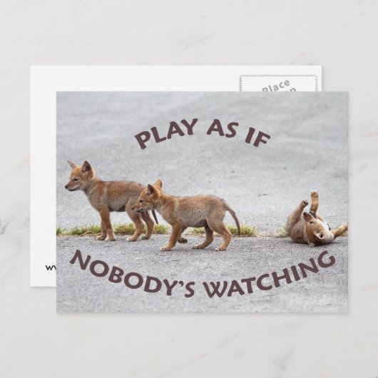 Baby Coyotes spelen Briefkaart (Voorkant / Achterkant)
