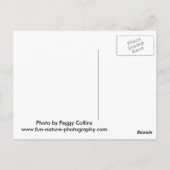 Baby Coyotes spelen Briefkaart (Achterkant)