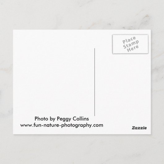 Baby Coyotes spelen Briefkaart (Achterkant)