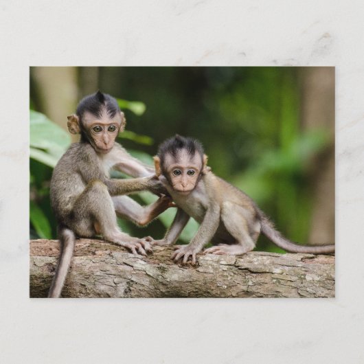Baby Crab-Eating Macaques Playing on a Branch Briefkaart (Voorkant)
