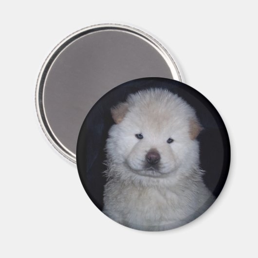 Baby Cream Chow magneet (Voorkant / Achterkant)