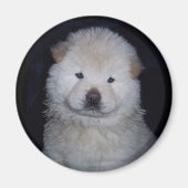 Baby Cream Chow magneet (Voorkant)