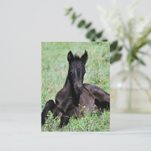 Baby dat in de weide ligt briefkaart (Staand voorkant)