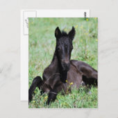 Baby dat in de weide ligt briefkaart (Voorkant / Achterkant)