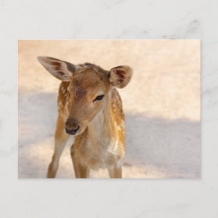 Baby Deer Briefkaart