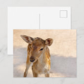 Baby Deer Briefkaart (Voorkant / Achterkant)