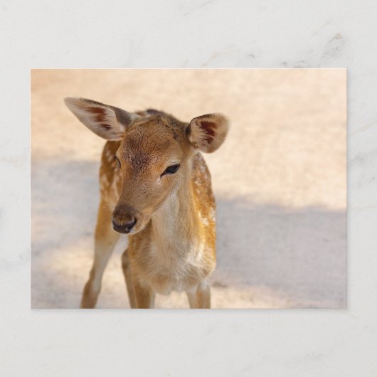 Baby Deer Briefkaart (Voorkant)