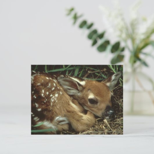 Baby Deer Briefkaart (Staand voorkant)
