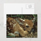 Baby Deer Briefkaart (Voorkant / Achterkant)