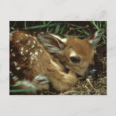 Baby Deer Briefkaart (Voorkant)