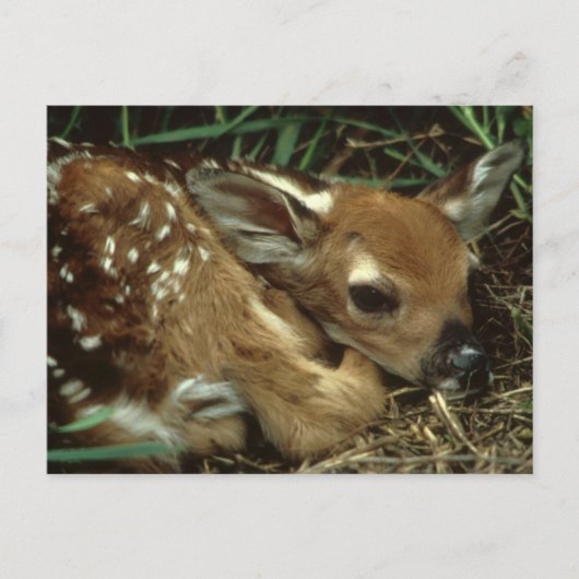 Baby Deer Briefkaart (Voorkant)