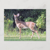 Baby Deer Briefkaart