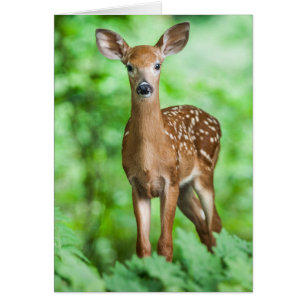 Baby Deer Fawn Bambi in het bos