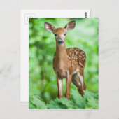 Baby Deer Fawn Bambi in het bos Briefkaart (Voorkant / Achterkant)