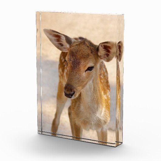 Baby Deer Fotoblokken (Rechts)