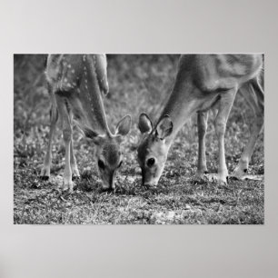 Baby Deer Grazing Fotografische kunst Print