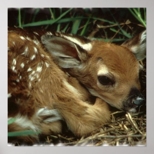 Baby Deer Poster (Voorkant)