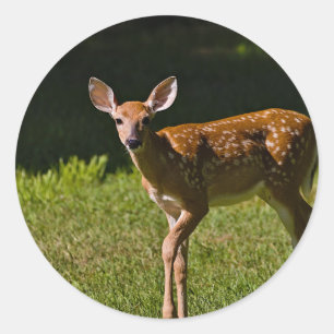 Baby Deer Ronde Sticker
