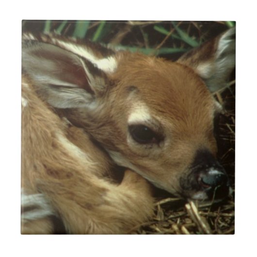 Baby Deer Tile Tegeltje (Voorkant)