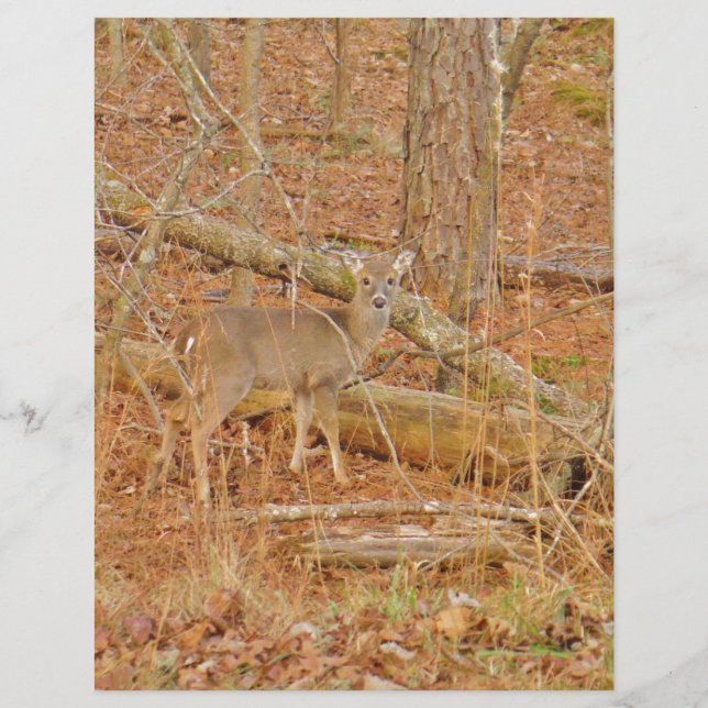 Baby Deer's eerste winter (Voorkant)