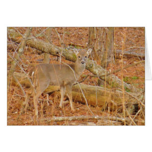 Baby Deer's eerste winter