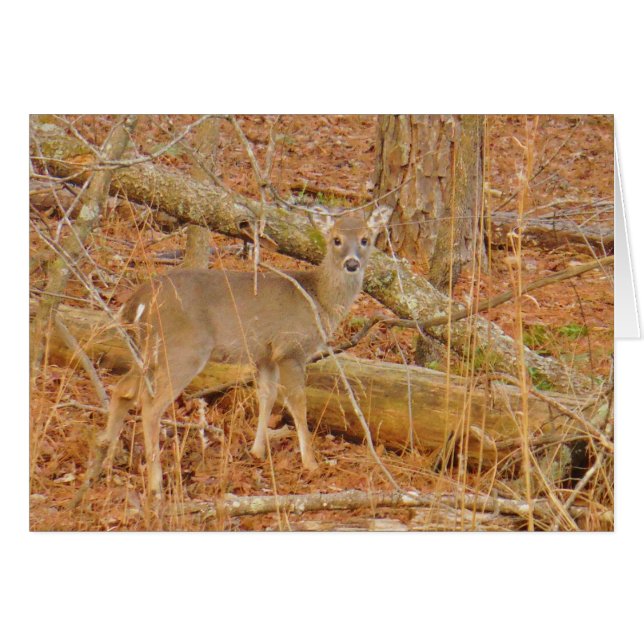 Baby Deer's eerste winter (Voorkant Horizontaal)