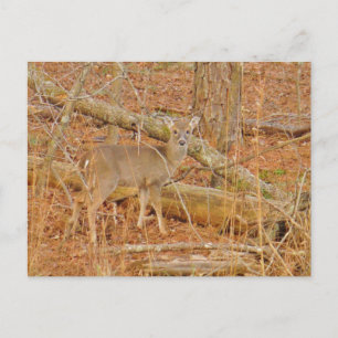 Baby Deer's eerste winter Briefkaart