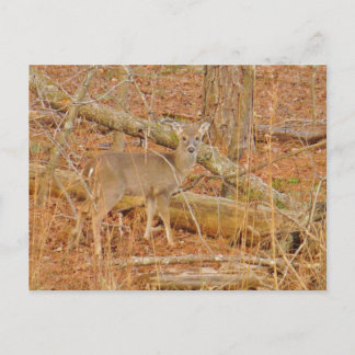 Baby Deer's eerste winter Briefkaart