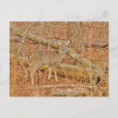 Baby Deer's eerste winter Briefkaart (Voorkant)