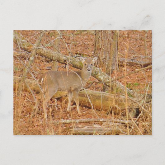 Baby Deer's eerste winter Briefkaart (Voorkant)