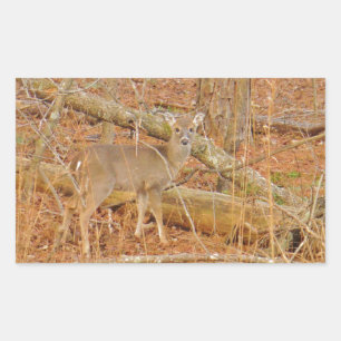 Baby Deer's eerste winter Rechthoekige Sticker