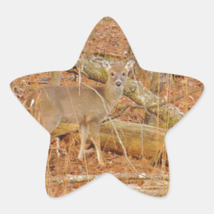 Baby Deer's eerste winter Ster Sticker